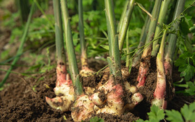 Kokeilunhalu vie maataloutta eteenpäin – Poutasen puutarha näyttää, mitä syntyy rohkeudesta ja maatalouden kokeilutuesta