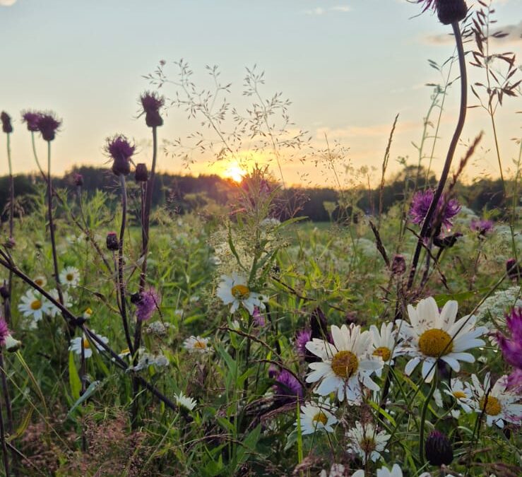 Uutta rahoitusta luonto- ja ympäristötyöhön – työpaja Imatralla 21.4.2026 klo 17